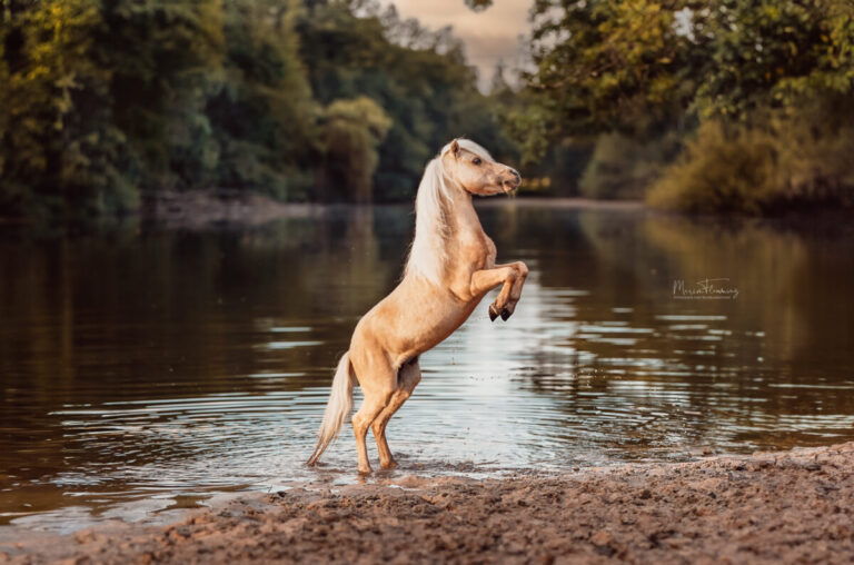 Los Arboles Idols Claim To Fame AMHA Deckhengst