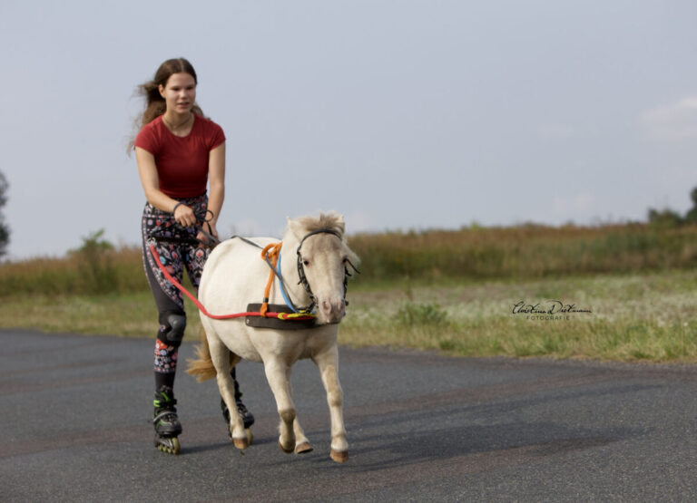 AQM Cocoas First Flower of Autumn