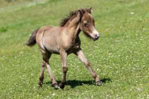 AQM Celtics Lux Solaris