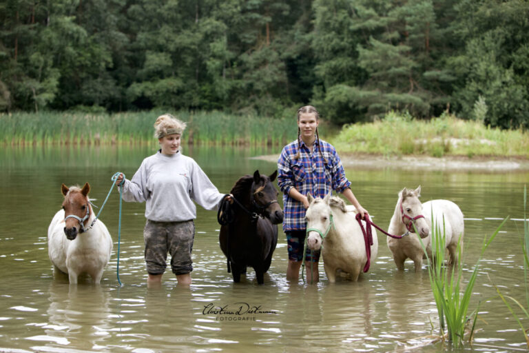 Wissenswertes über Amerikanische Miniaturpferde