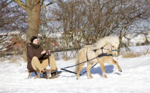 Schlittenfahren mit Pferden - Amerikanisches Miniaturpferd