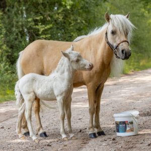 Stute der Rasse American Miniature Horse mit Fohlen und Mineralfutter Eimer der Marke Mini Spezial