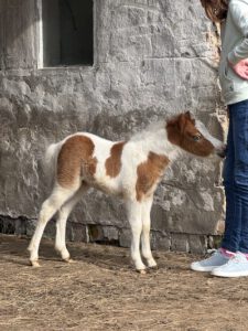 American Miniature Horse