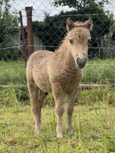 American Miniature Horse