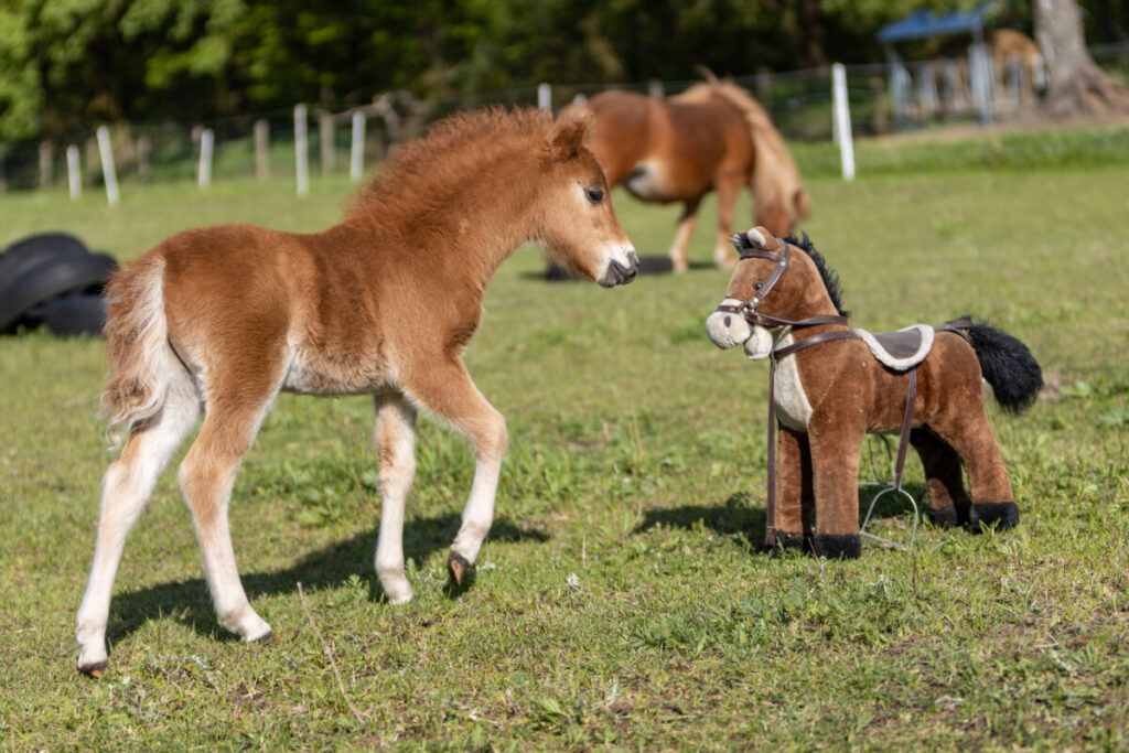 American Miniature Horse Fohlen
