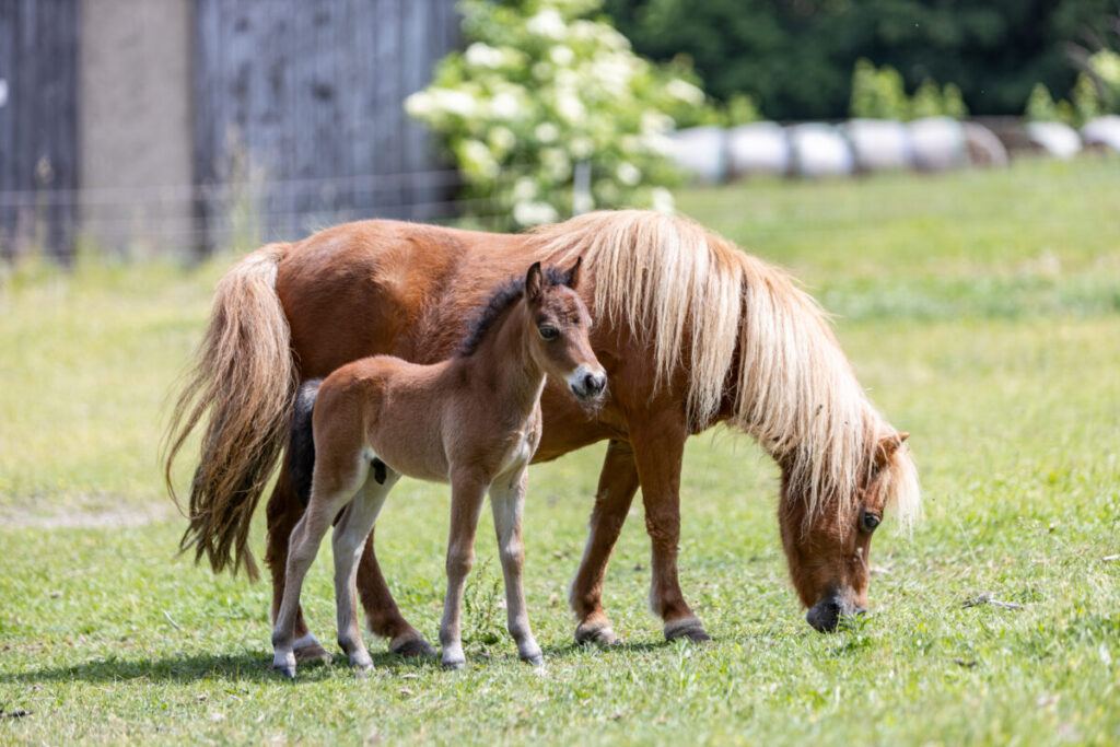 American Miniature Horse Fohlen