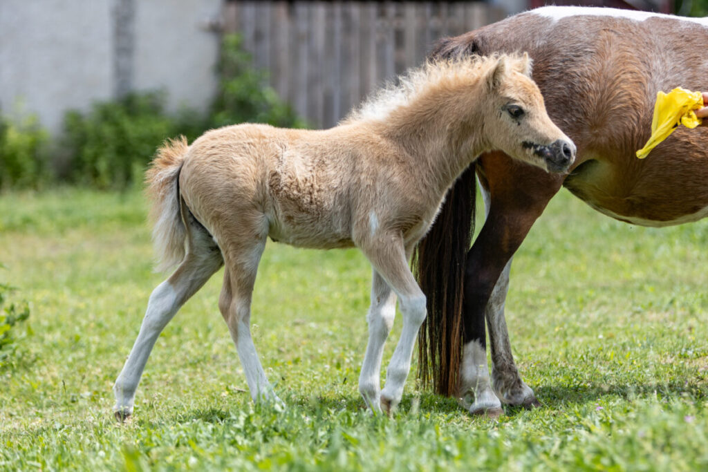 American Miniature Horse Fohlen