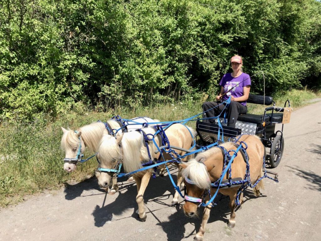 Troika fahren mit Miniaturpferden