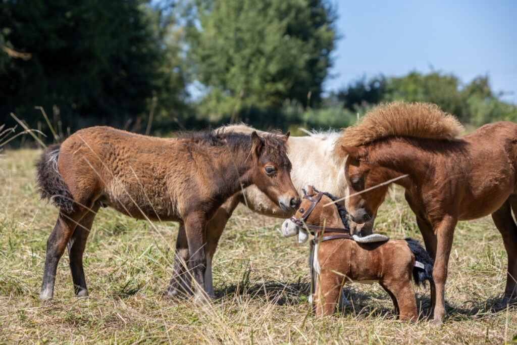 American Miniature Horse Fohlen