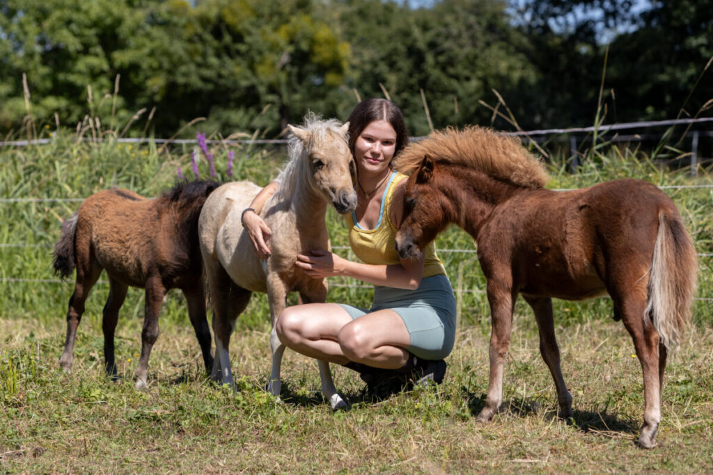 American Miniature Horse Fohlen