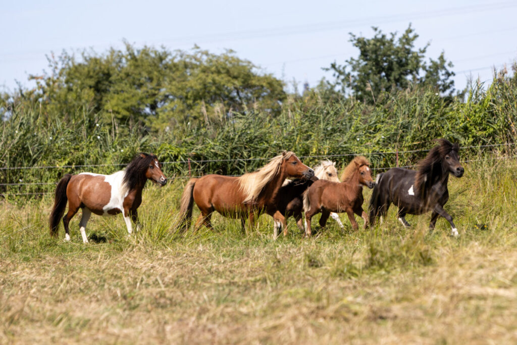 American Miniature Horse Herde