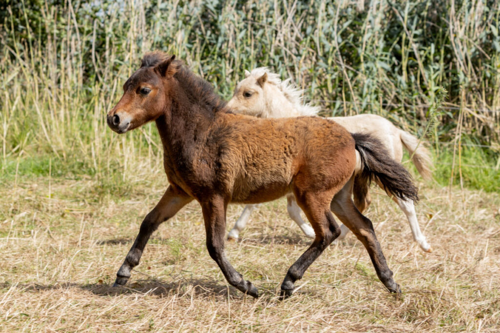 Amerikanisches Miniaturpferd Fohlen