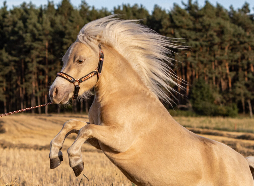 Was kostet ein Pferd?
