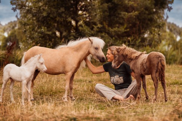 Verkauf von American Miniature Horses