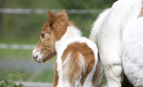 Nachzucht American Miniature Horse