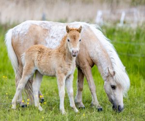 329A3385 AQM Celtics Roses of Red