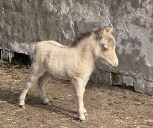 AQM Celtics Key To My Heart