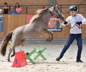 Unknown 12 AMHA Jumping